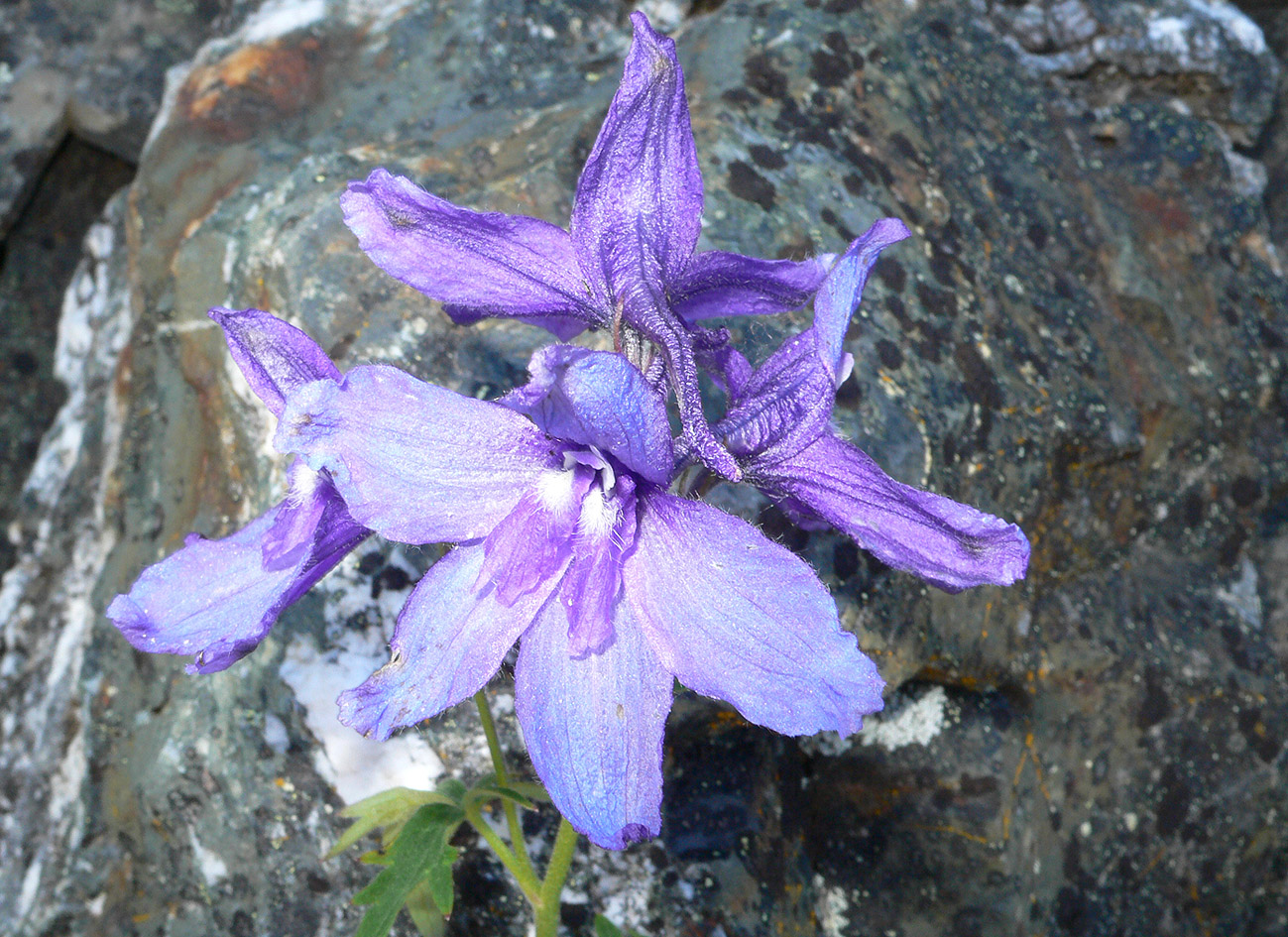 Изображение особи Delphinium brachycentrum ssp. maydellianum.