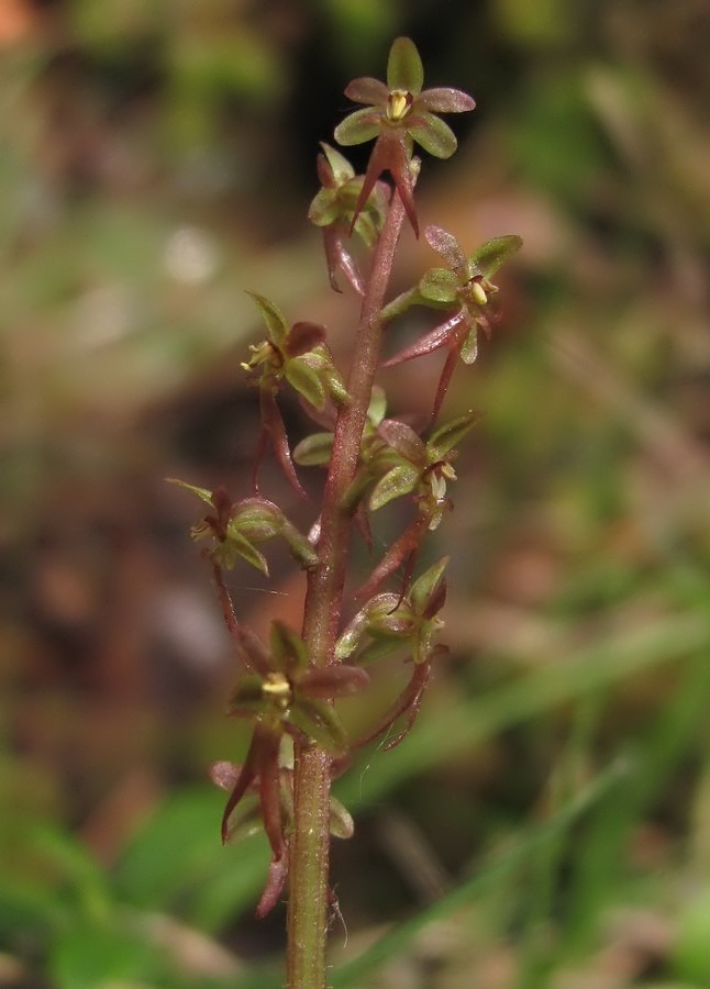 Изображение особи Listera cordata.