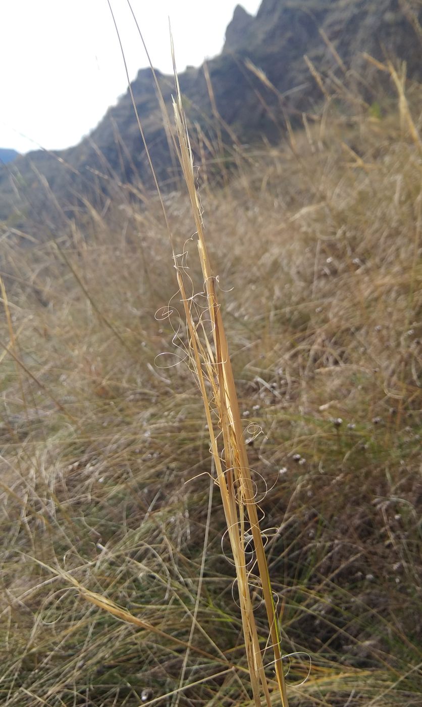 Изображение особи род Stipa.