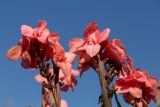 Canna &times; generalis