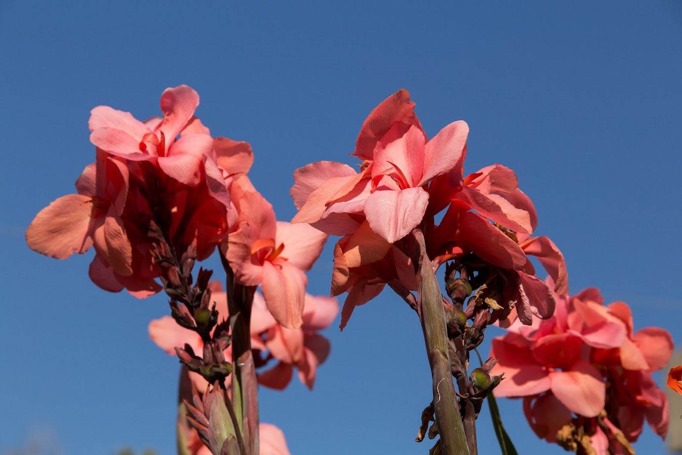 Image of genus Canna specimen.