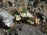 Pulsatilla tenuiloba
