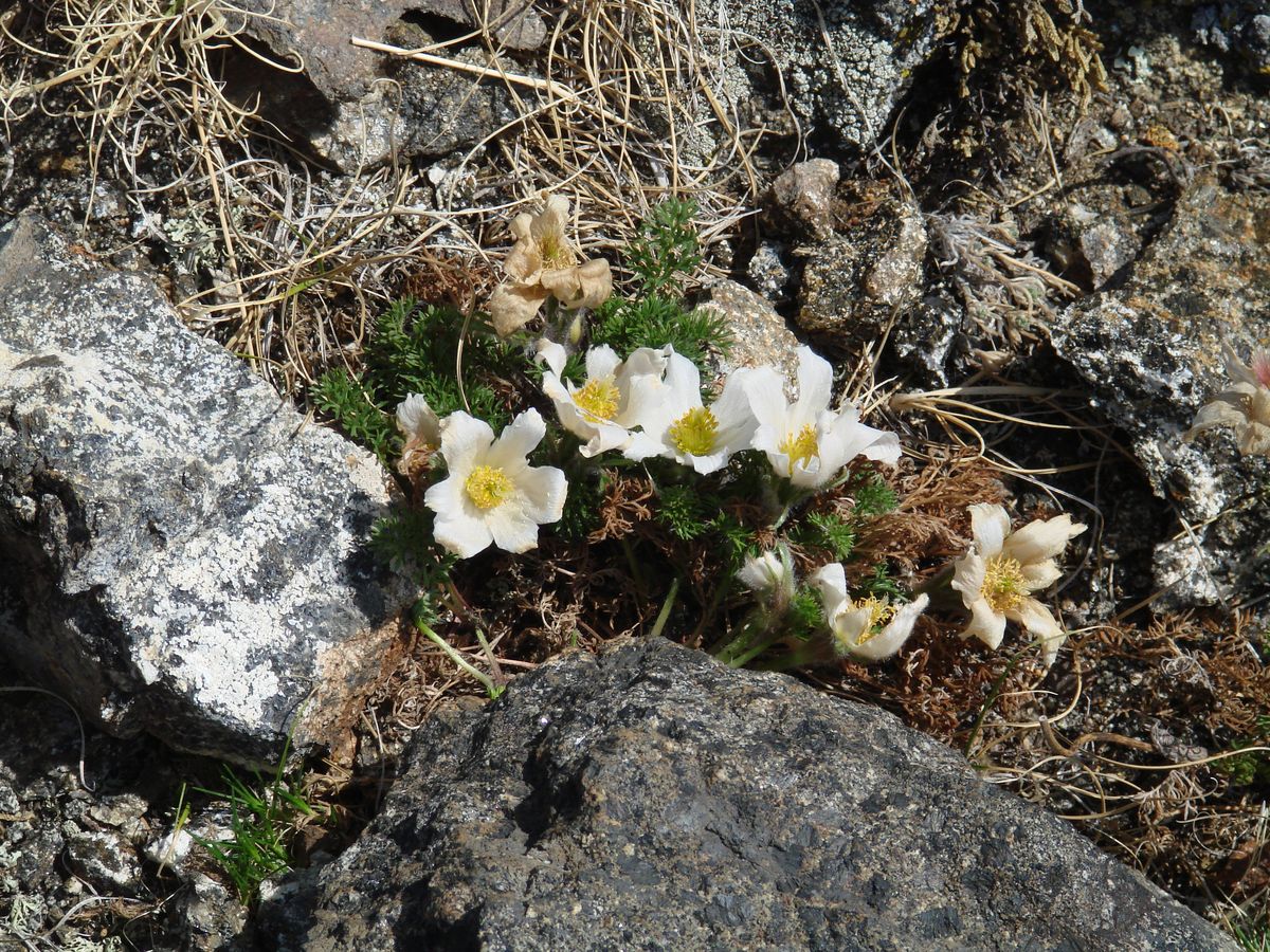 Изображение особи Pulsatilla tenuiloba.