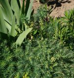 Euphorbia cyparissias. Часть растения с верхушками побегов с листьями, пораженными ржавчинным грибом. Восточно-Казахстанская обл., г. Усть-Каменогорск, сквер возле здания, в культуре. 05.06.2017.