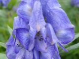 Aconitum maximum