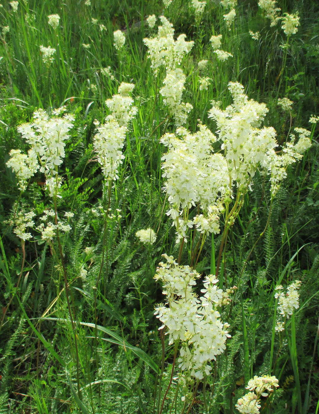 Image of Filipendula vulgaris specimen.