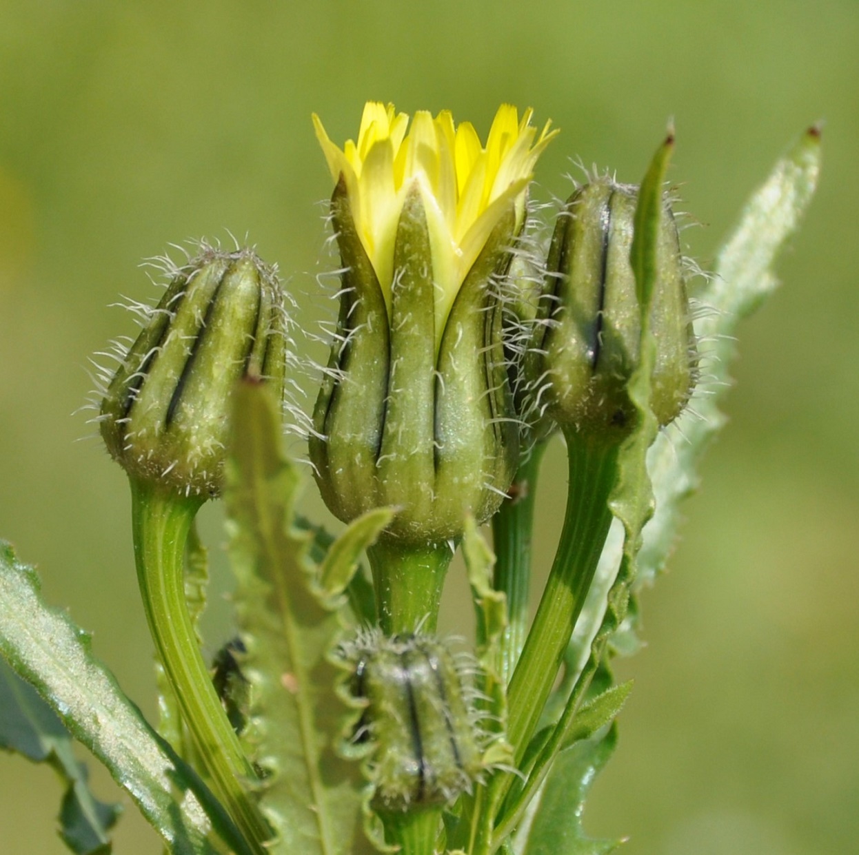 Изображение особи Urospermum picroides.