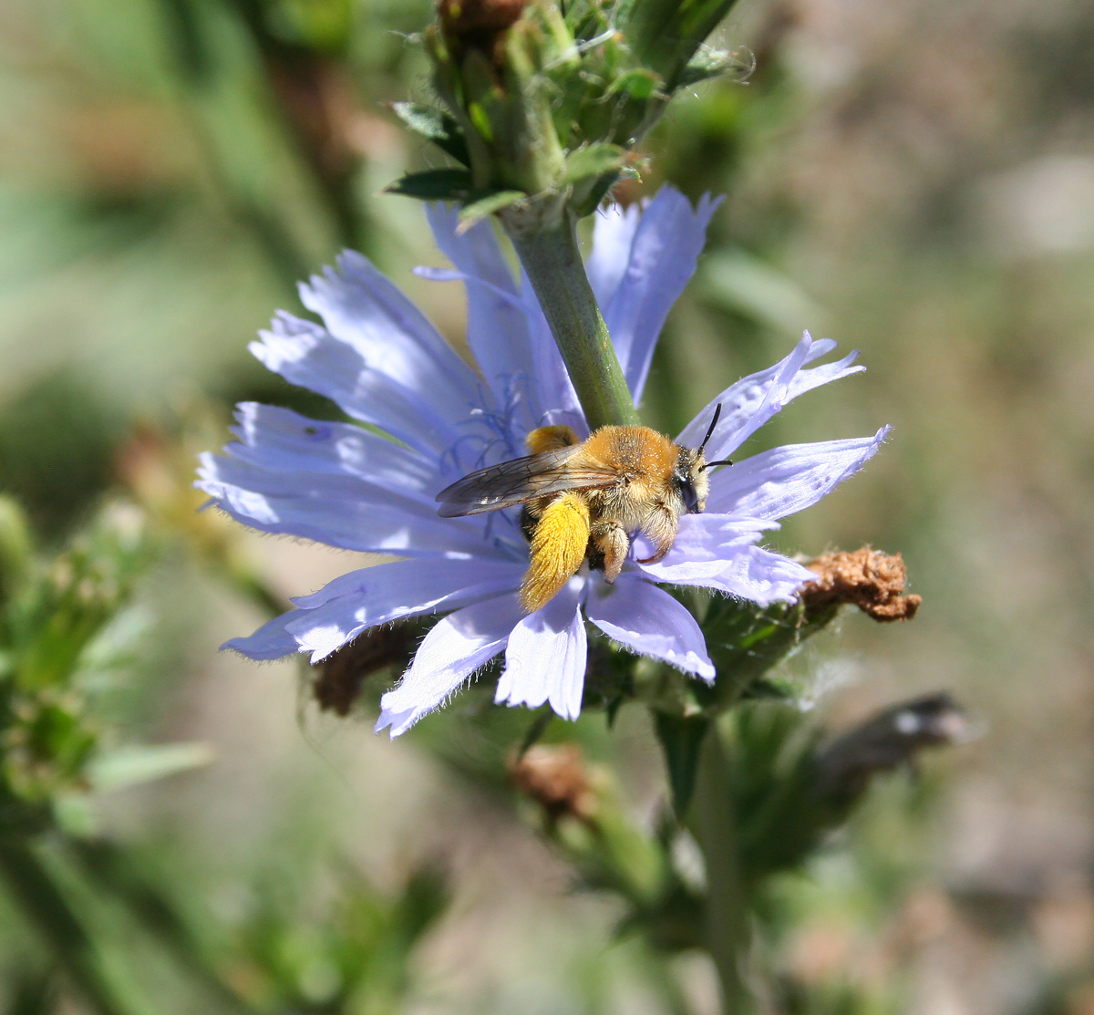 Image of Cichorium intybus specimen.