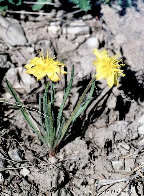Image of Scorzonera tuberosa specimen.
