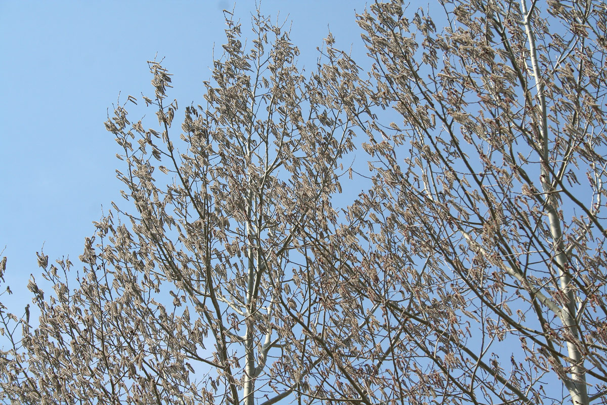 Image of Populus tremula specimen.