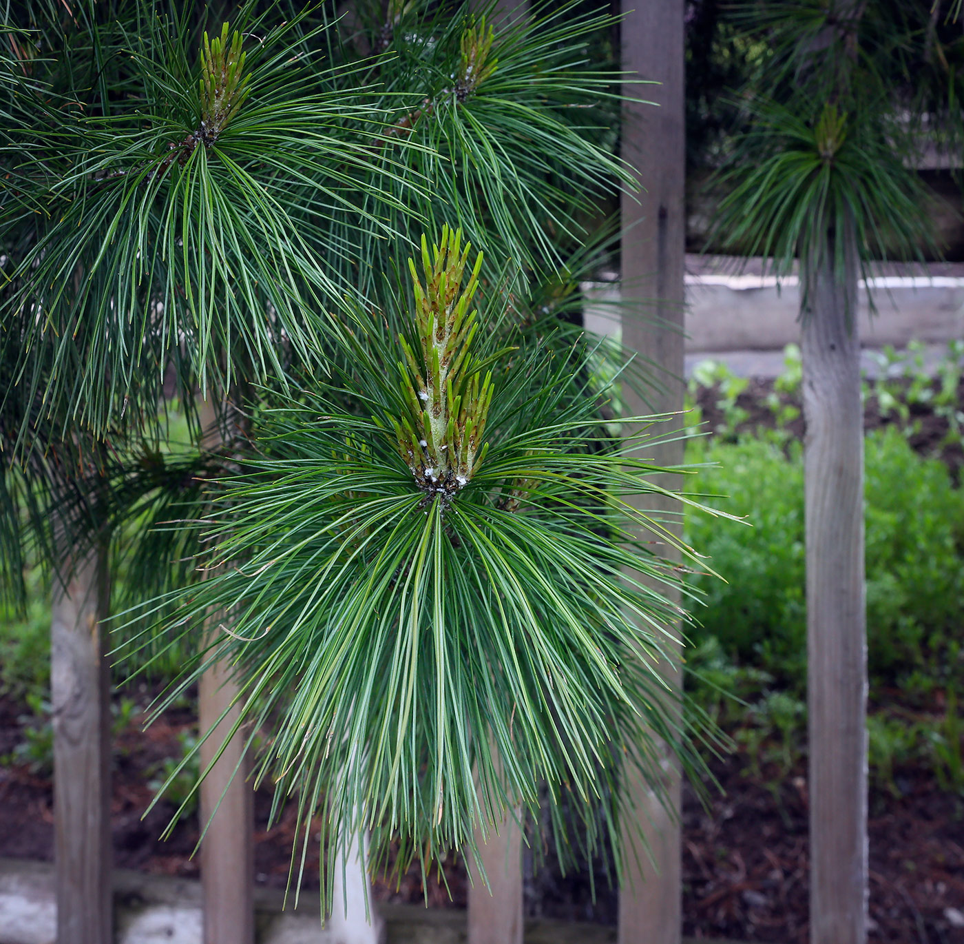 Изображение особи Pinus sibirica.