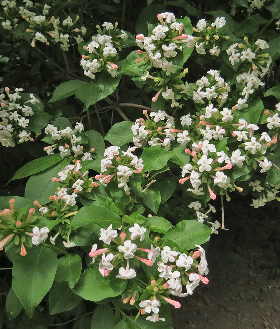 Изображение особи Zabelia mosanensis.