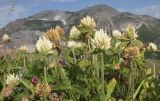 Trifolium trichocephalum. Верхушки цветущих растений (в ЛНУ видны соцветия Anthyllis). Адыгея, Кавказский биосферный заповедник, гора Гузерипль, ≈ 2150 м н.у.м., альпийский луг. 26.07.2015.