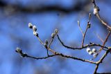 Salix caprea