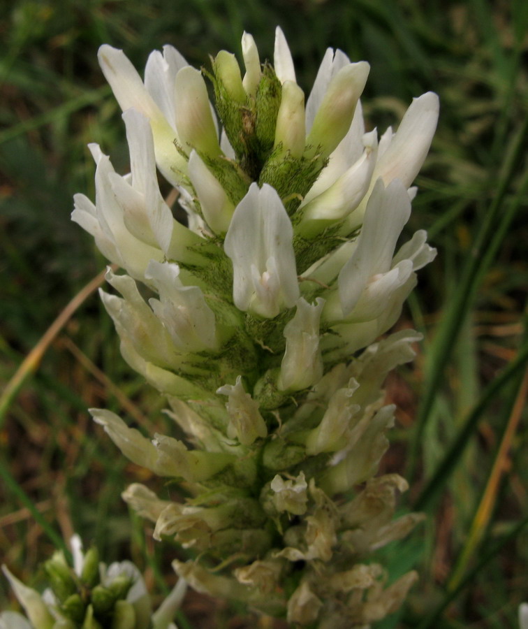 Изображение особи Astragalus inopinatus.