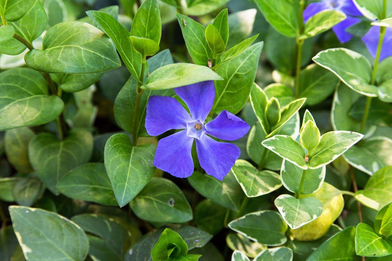 Image of Vinca major specimen.