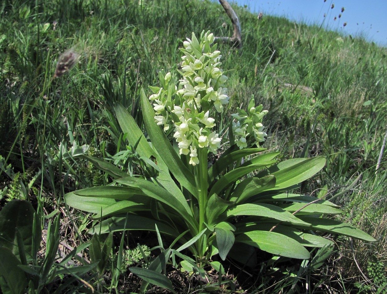 Изображение особи Dactylorhiza romana ssp. georgica.