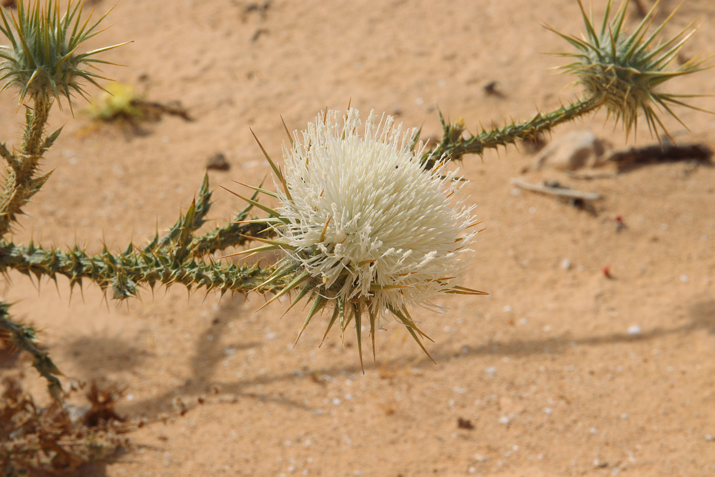 Image of Onopordum alexandrinum specimen.