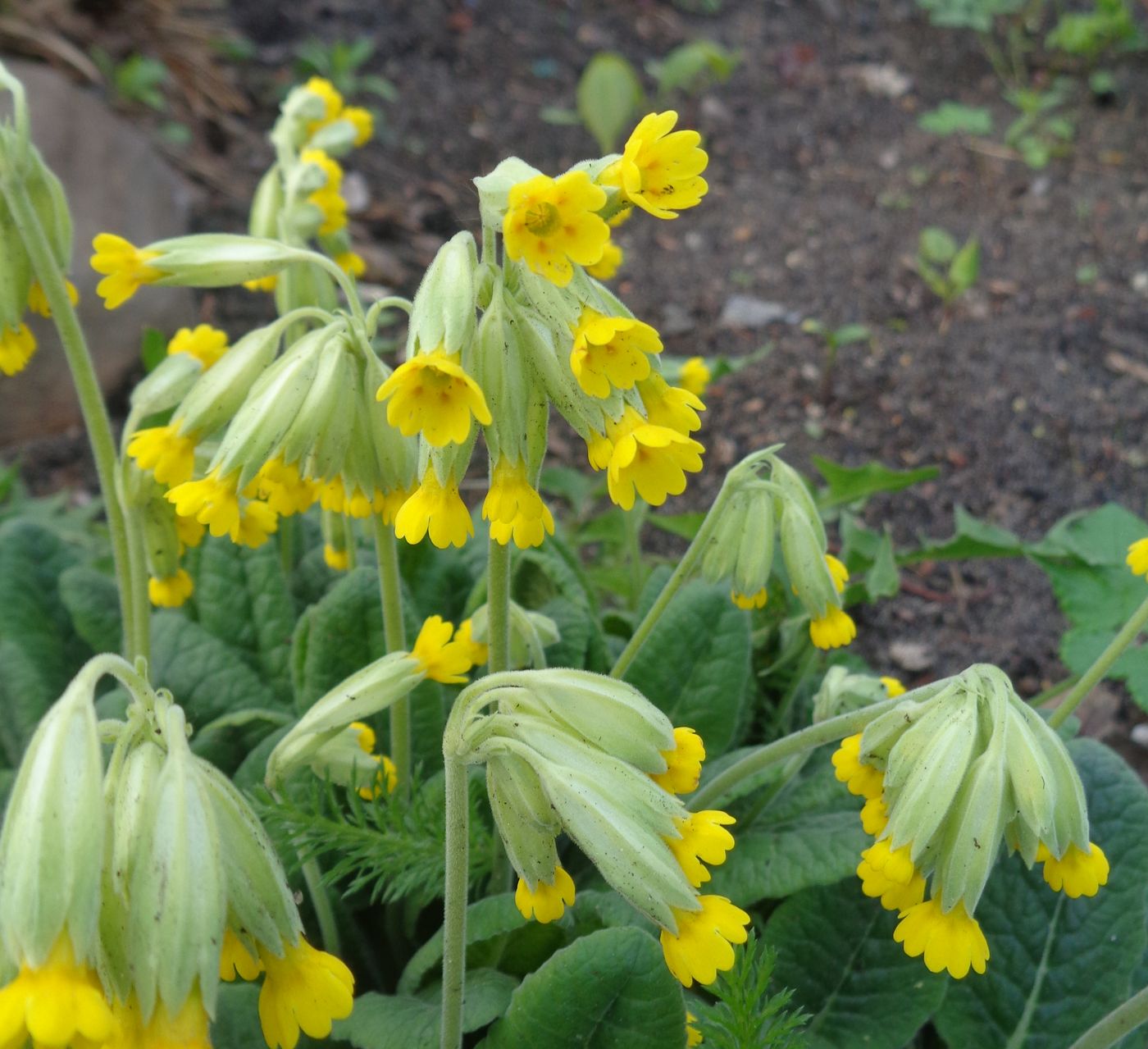 Image of Primula veris specimen.