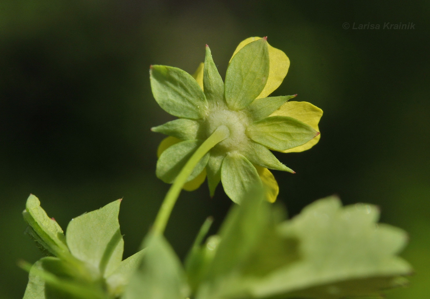 Изображение особи Potentilla centigrana.