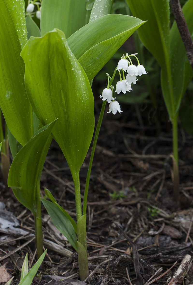 Изображение особи Convallaria majalis.