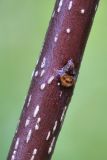 Image of taxon representative. Author is Владимир Брюхов