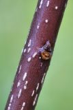 Frangula alnus