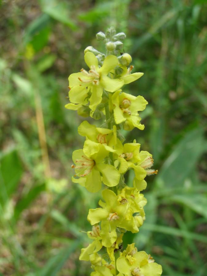 Image of Verbascum lychnitis specimen.