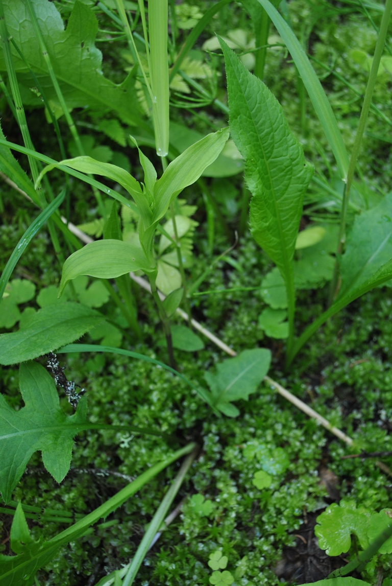 Изображение особи Epipactis palustris.