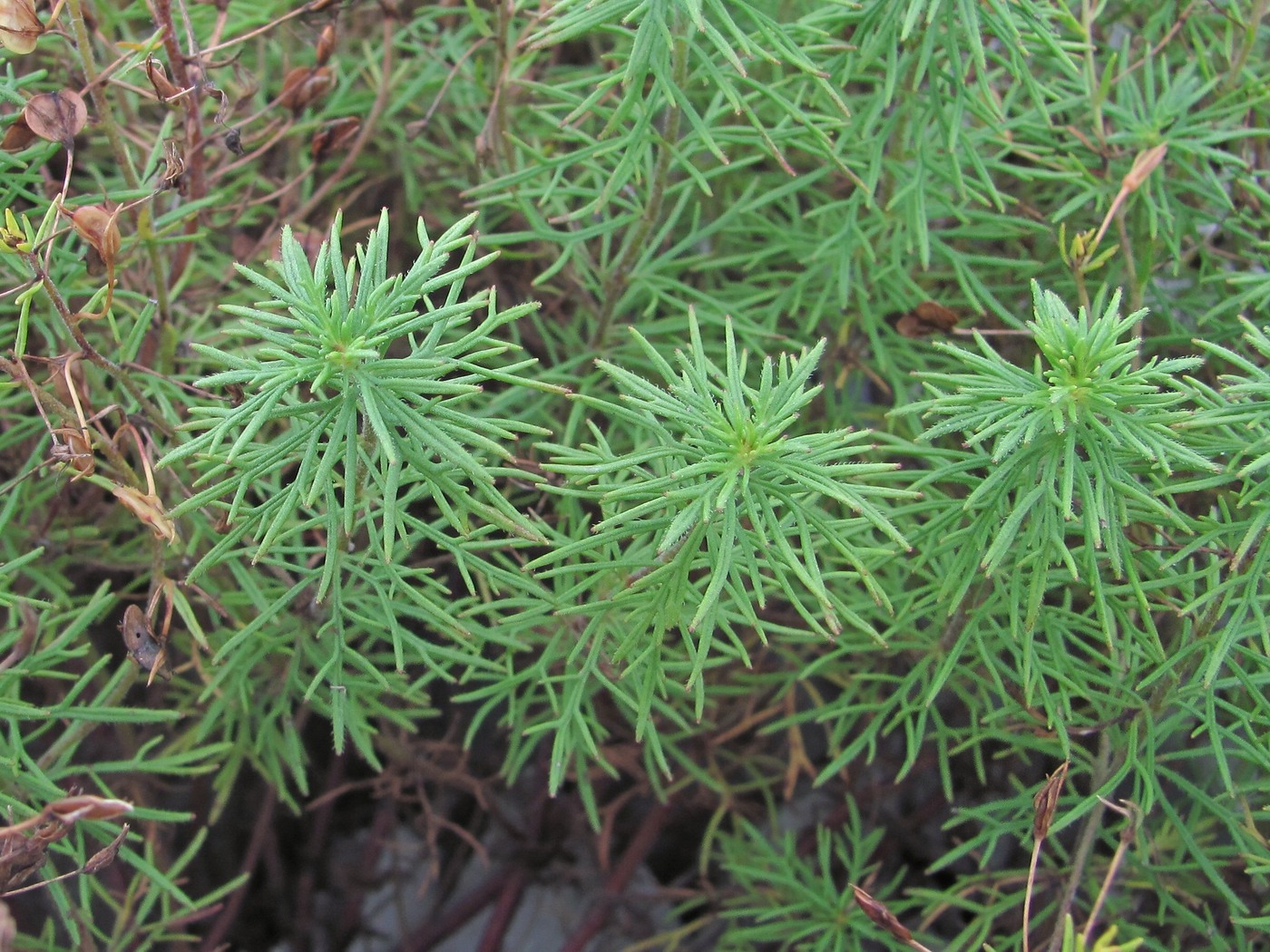 Image of Veronica filifolia specimen.