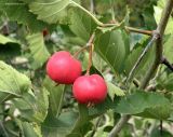 Crataegus macracantha. Часть ветви с плодами. Север Кубани, станица Шкуринская, в культуре. 18.08.2019.