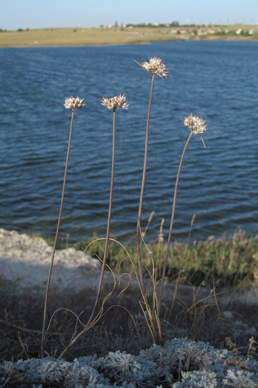 Image of Allium tarkhankuticum specimen.