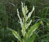 Cirsium setosum