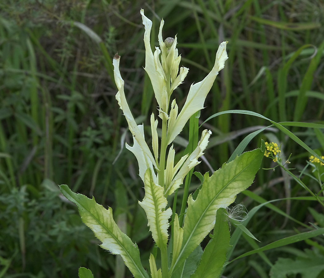 Изображение особи Cirsium setosum.