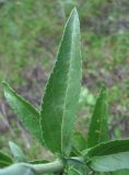 Veronica spuria