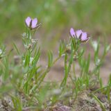 Spergularia rubra