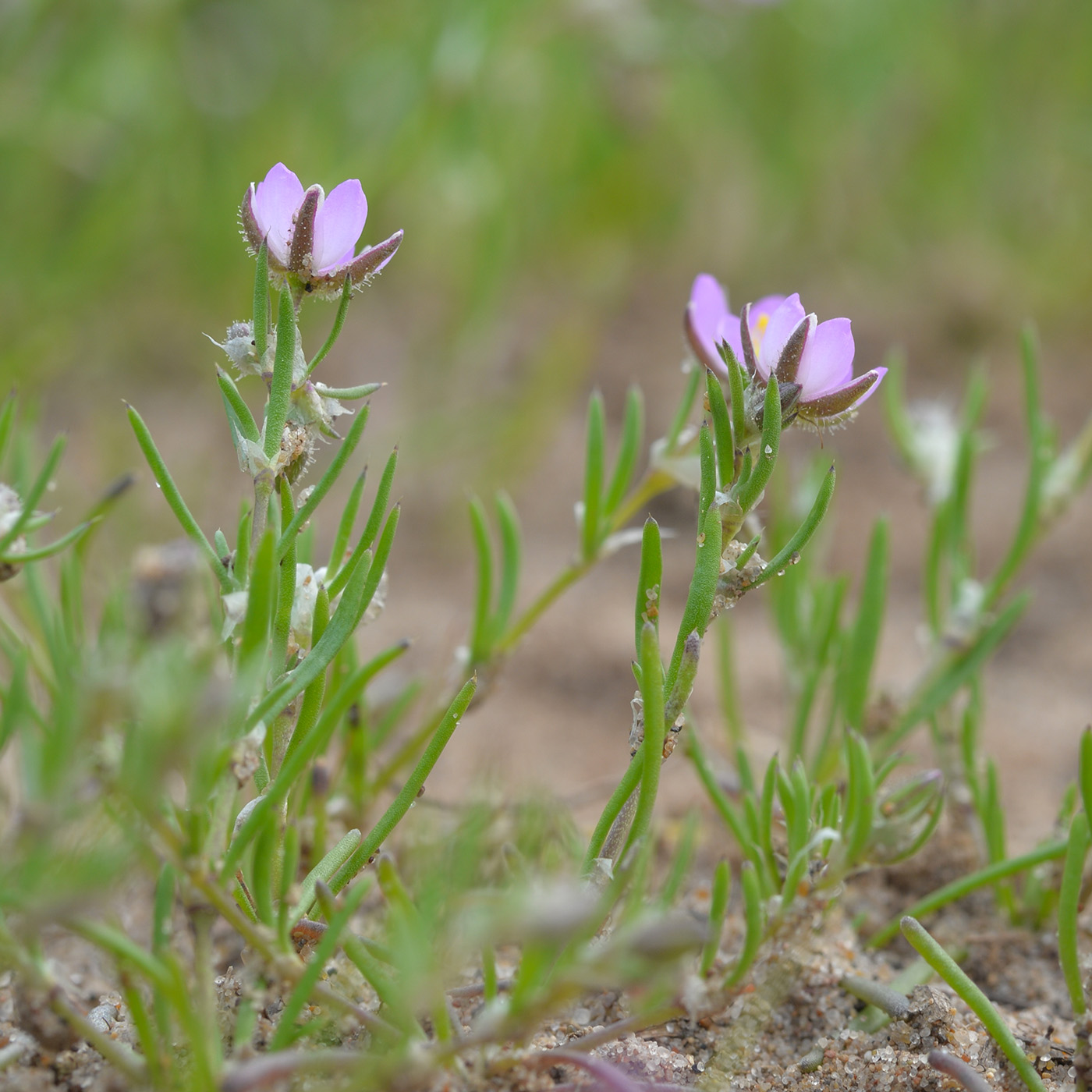 Image of Spergularia rubra specimen.