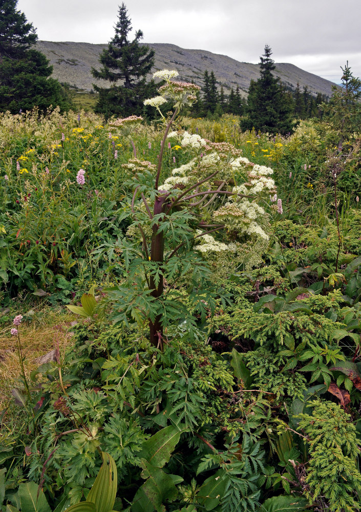 Image of Pleurospermum uralense specimen.