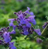 genus Nepeta. Верхушка цветущего растения. Татарстан, Агрызский р-н, с. Красный Бор, лодочная станция, клумба. 12.10.2019.