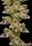 Goodyera repens