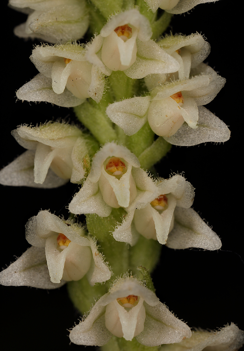 Image of Goodyera repens specimen.