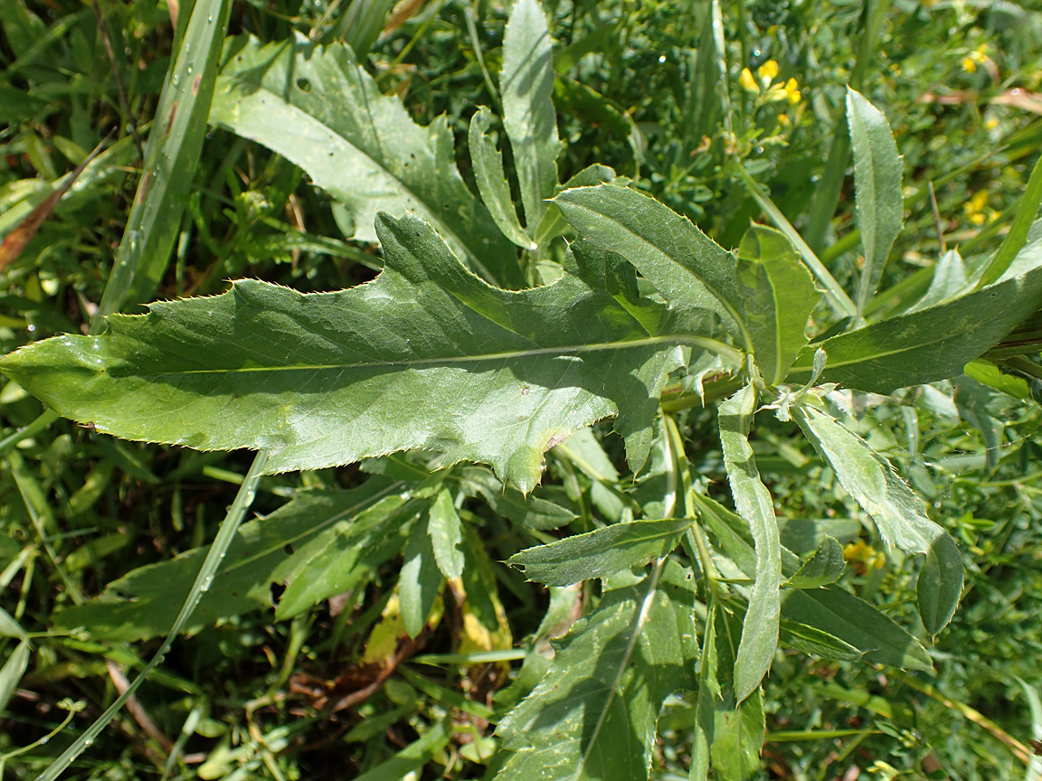 Изображение особи Cirsium setosum.