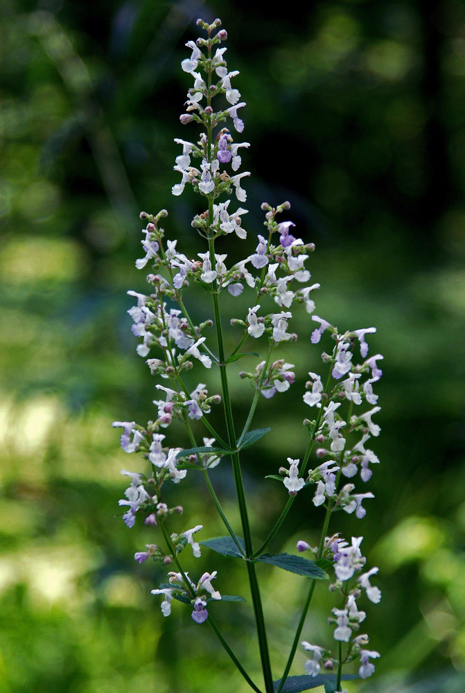 Image of Nepeta nuda specimen.