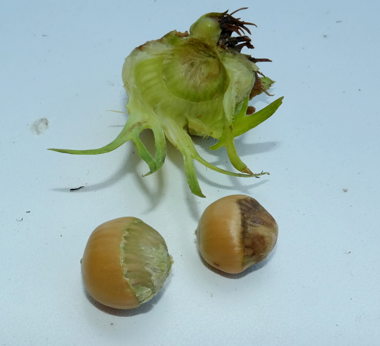 Image of Corylus colurna specimen.