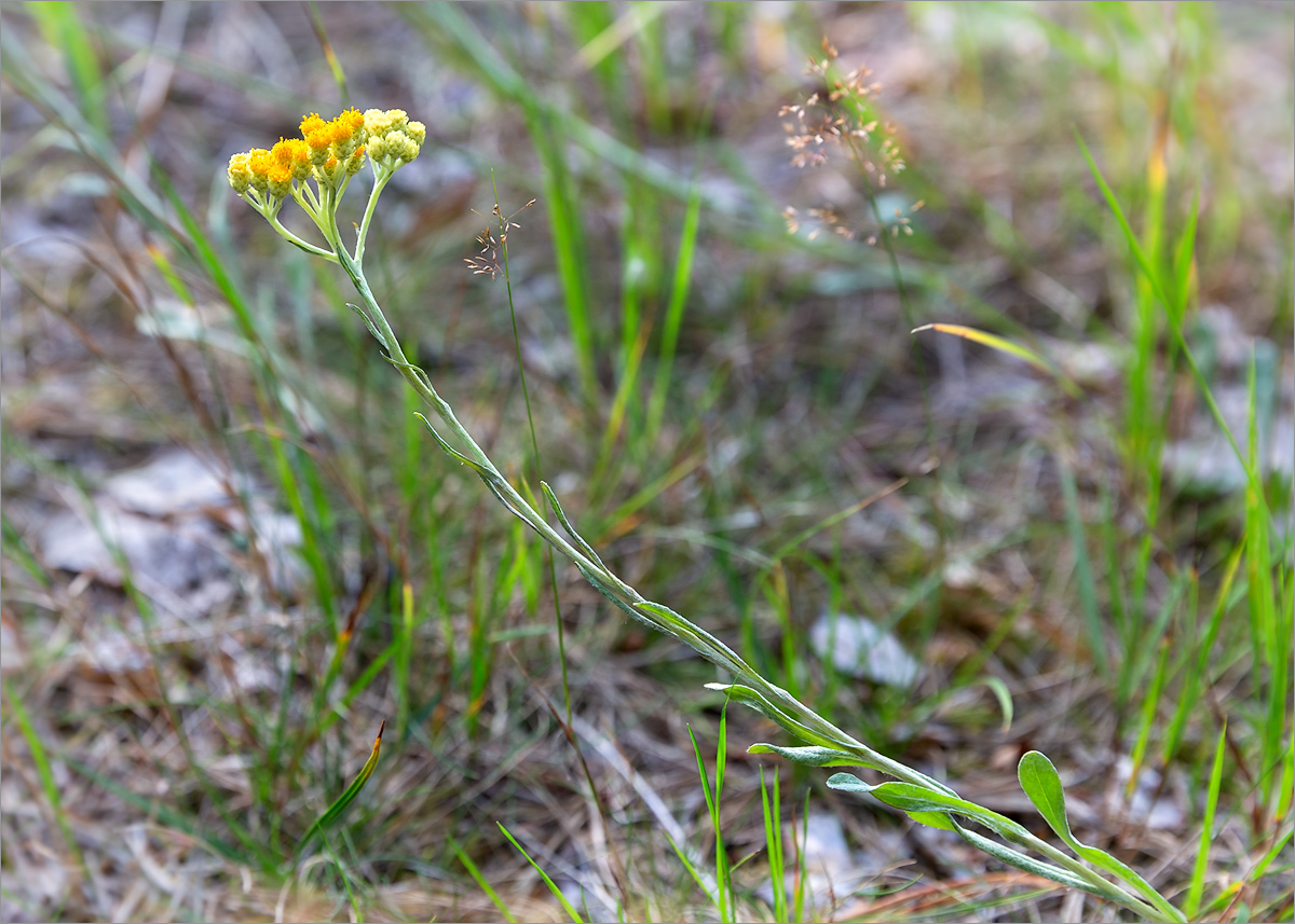 Изображение особи Helichrysum arenarium.