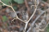 Datura stramonium. Часть сухой веточки со зрелыми плодами. Грузия, Самцхе-Джавахети, окр. монастыря Такветула, левый берег р. Куры. 02.05.2019.