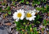 Dryas oxyodonta