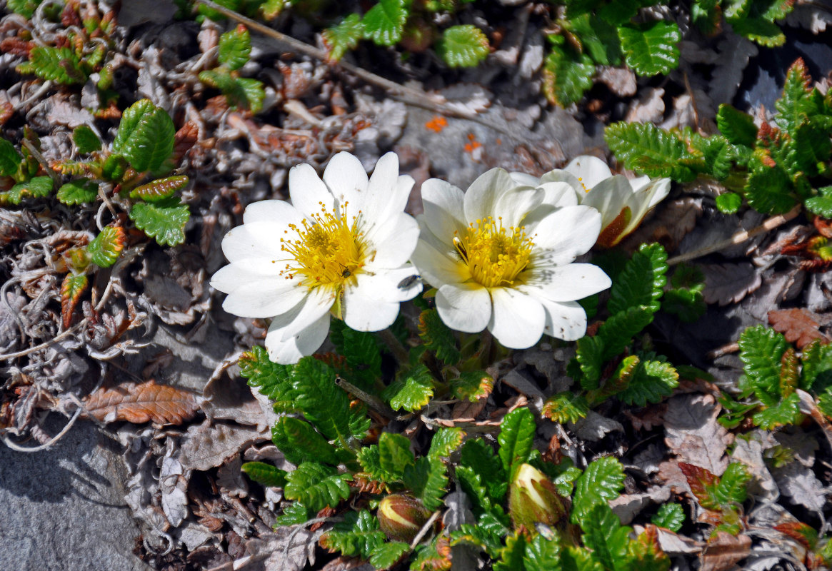 Изображение особи Dryas oxyodonta.