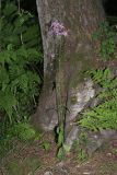 Coccyganthe flos-cuculi