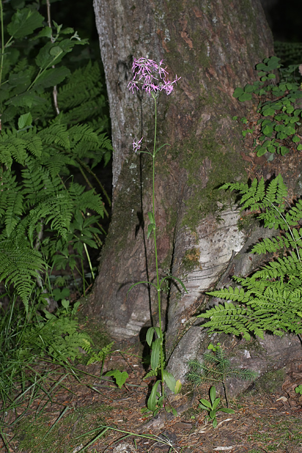 Image of Coccyganthe flos-cuculi specimen.